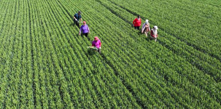 Agricultores deshierban un campo de trigo, en el subdistrito de Huangshan de la ciudad de Zouping, en la provincia de Shandong, en el este de China. Agricultores chinos de todo el país están ocupados con las labores del campo a principios del verano.