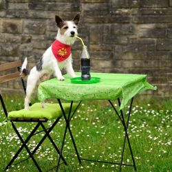 El perro de la película "Hui Buh", un Parson Russell Terrier, muestra sus habilidades durante un evento de prensa en Dortmund, al oeste de Alemania, previo a la feria Dogs & Fun 2026. La feria, que incluirá presentaciones de razas y un programa de exhibiciones, se celebrará en el Centro de Exposiciones de Dortmund. | Foto:INA FASSBENDER / AFP