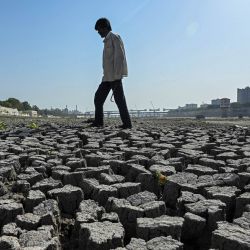 Un hombre camina sobre el lecho seco del río Sabarmati en Ahmedabad, India. | Foto:Shammi Mehra / AFP