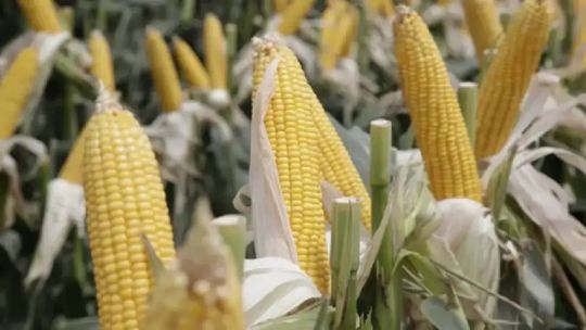 Alerta en la producción de maíz por la aparición y expansión de la enfermedad de la mancha blanca