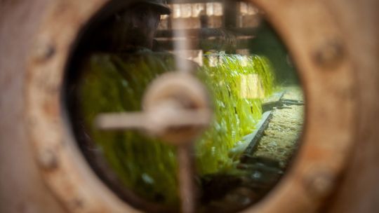 Argentina soyoil trades at decade low to United States on harvest, biofuels