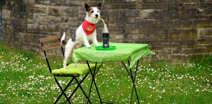 El perro de la película "Hui Buh", un Parson Russell Terrier, muestra sus habilidades durante un evento de prensa en Dortmund, al oeste de Alemania, previo a la feria Dogs & Fun 2026. La feria, que incluirá presentaciones de razas y un programa de exhibiciones, se celebrará en el Centro de Exposiciones de Dortmund.