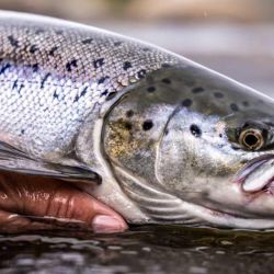 La desaparición temporal del campanu se convirtió en un símbolo de una problemática mucho más profunda: el delicado estado de conservación del salmón atlántico en Europa.