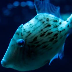 La ausencia de pelo distingue a los peces de los mamíferos y otros vertebrados, facilitando su adaptación al medio acuático.