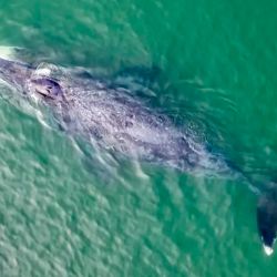 La ausencia de pelo distingue a los peces de los mamíferos y otros vertebrados, facilitando su adaptación al medio acuático.
