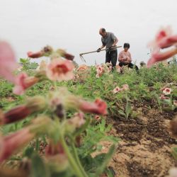 Agricultores trabajan en un campo, en la aldea de Houbeima del poblado de Fantian, en la ciudad de Jiaozuo de la provincia de Henan, en el centro de China. | Foto:Xinhua/Huang Fuxing