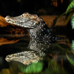 Un caimán enano de Cuvier reacciona en su recinto en el Parque Zoológico de París, también conocido como Zoo de Vincennes, en París, durante una visita de prensa para presentar el tema de la nueva temporada: "Viaje a los humedales". | Foto:Simon Wohlfahrt / AFP