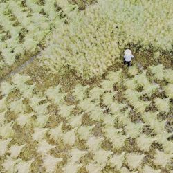 Vista aérea tomada con un dron de aldeanos cosechando semillas de colza en un campo, en el poblado de Chengguan del distrito de Shibing, en la provincia de Guizhou, en el suroeste de China. | Foto:Xinhua/Tai Shengzhi