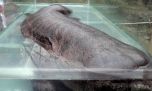 Un guardaparques norteamericano fotografió una especie marina nunca antes vista 