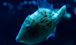 ¿Por qué los peces no tienen pelo? La evolución tiene la respuesta