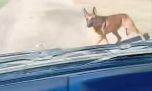 Video viral: el reencuentro entre un perro y su dueño, que lo buscó durante 24 horas por caminos rurales de Santa Fe