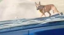 Video viral: el reencuentro entre un perro y su dueño, que lo buscó durante 24 horas por caminos rurales de Santa Fe