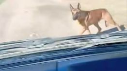 Perro