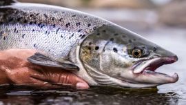 La desaparición temporal del campanu se convirtió en un símbolo de una problemática mucho más profunda: el delicado estado de conservación del salmón atlántico en Europa.