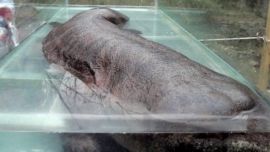 Un guardaparques norteamericano fotografió una especie marina nunca antes vista