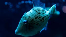 La ausencia de pelo distingue a los peces de los mamíferos y otros vertebrados, facilitando su adaptación al medio acuático.