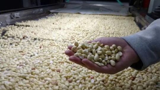 Maní argentino: caída de precios, menos siembra y expectativas por el acuerdo Mercosur-UE
