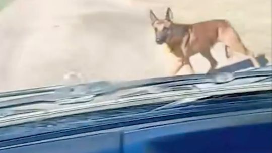 Video viral: el reencuentro entre un perro y su dueño, que lo buscó durante 24 horas por caminos rurales de Santa Fe