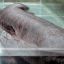 1105_especie