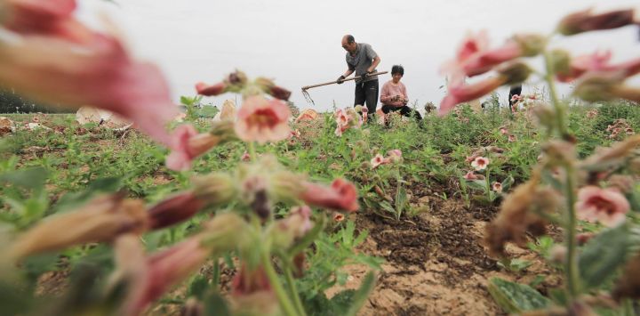 Agricultores trabajan en un campo, en la aldea de Houbeima del poblado de Fantian, en la ciudad de Jiaozuo de la provincia de Henan, en el centro de China.