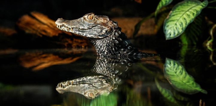 Un caimán enano de Cuvier reacciona en su recinto en el Parque Zoológico de París, también conocido como Zoo de Vincennes, en París, durante una visita de prensa para presentar el tema de la nueva temporada: "Viaje a los humedales".