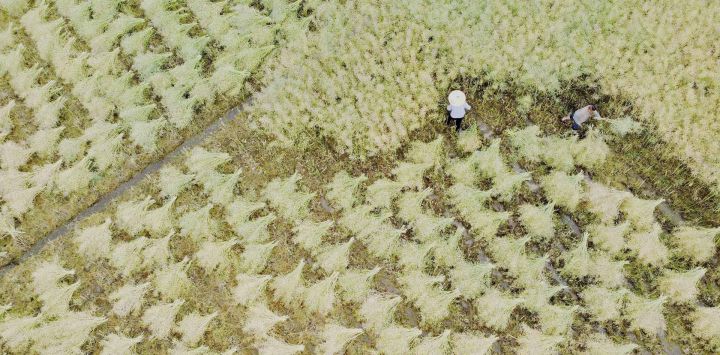 Vista aérea tomada con un dron de aldeanos cosechando semillas de colza en un campo, en el poblado de Chengguan del distrito de Shibing, en la provincia de Guizhou, en el suroeste de China.