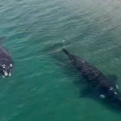 Ballenas francas australes | Foto:CEDOC