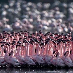 Bandadas de flamencos en un estanque de Navi Mumbai, India. | Foto:PUNIT PARANJPE / AFP