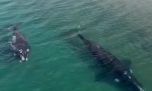 El video de dos ballenas francas australes a metros de la costa de Puerto Madryn