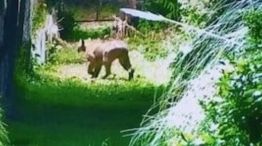 Alarma por un puma suelto en Escobar
