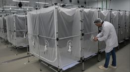 Brasil desplegó mosquitos con Wolbachia