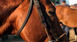 caballo