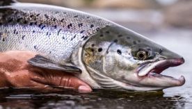 1205_pesca
