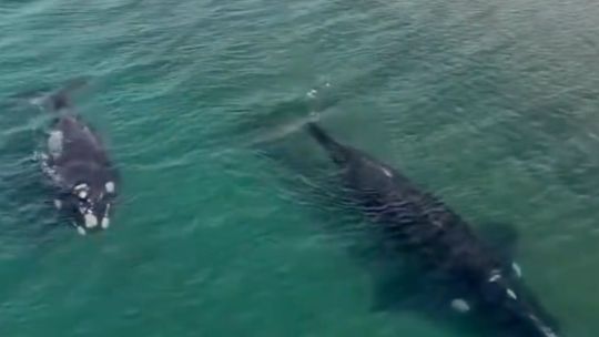 El video de dos ballenas francas australes a metros de la costa de Puerto Madryn