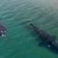 Ballenas francas australes