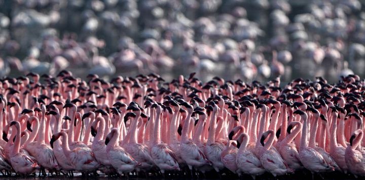 Bandadas de flamencos en un estanque de Navi Mumbai, India.