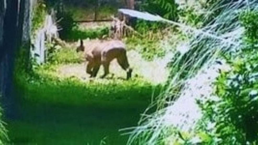 Alarma por un puma suelto en Escobar