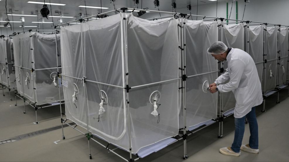 Brasil desplegó mosquitos con Wolbachia