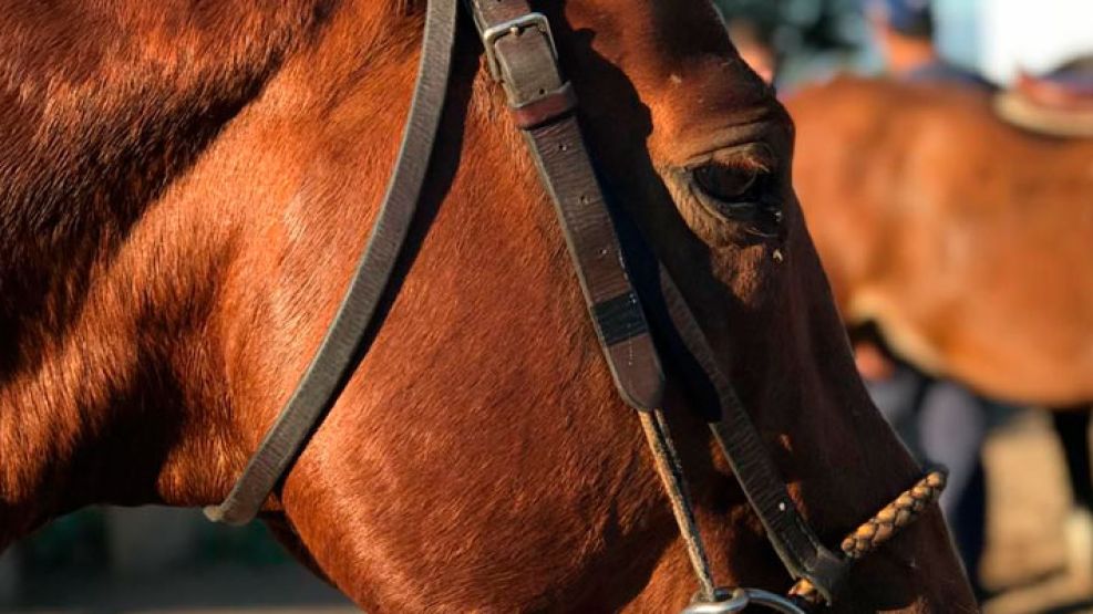 caballo