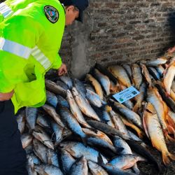 Uno de los puntos más sensibles del procedimiento fue la presencia de ejemplares de dorado, una especie emblemática de los ríos del norte argentino y especialmente protegida en la provincia.