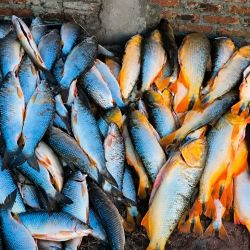 Uno de los puntos más sensibles del procedimiento fue la presencia de ejemplares de dorado, una especie emblemática de los ríos del norte argentino y especialmente protegida en la provincia.