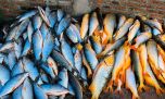 Decomisan 190 bogas y dorados en Entre Ríos: golpe a la pesca ilegal sobre la Ruta 12