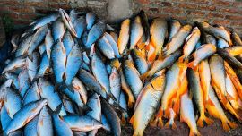 Uno de los puntos más sensibles del procedimiento fue la presencia de ejemplares de dorado, una especie emblemática de los ríos del norte argentino y especialmente protegida en la provincia.