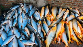 1305_pesca 