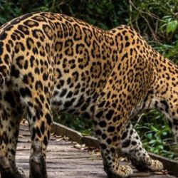 Ombú fue visto mientras recorría una zona de acceso público cerca de Colonia Carlos Pellegrini,