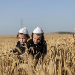 Niños judíos ultraortodoxos cosechan trigo que se utilizará para la matzá tradicional de la Pascua del próximo año, un pan sin levadura hecho de harina y agua que debe hornearse antes de que la masa haya fermentado, en Beit Horon, un asentamiento comunitario israelí en la Cisjordania palestina ocupada por Israel. | Foto:ilia yefimovich / AFP
