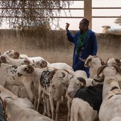 Samba Code Deme, originario de Nioro du Sahel en Mali, es un ganadero de ovejas y también representa a los agricultores malienses. En la imagen, señala el mercado de ganado de Sewekhaye, en la comuna de Ngoundiane, región de Thies. Vive en Senegal desde hace más de 20 años y actualmente posee alrededor de 160 ovejas. | Foto:Nicolas Remene /AFP