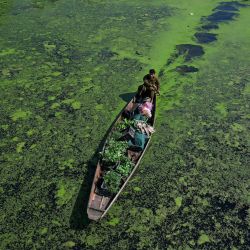 Un hombre rema en su bote transportando verduras a través de la zona contaminada del emblemático lago Dal en Srinagar, India. | Foto:TAUSEEF MUSTAFA / AFP