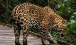 Filmaron por primera vez a un yaguareté nacido en libertad en los Esteros del Iberá