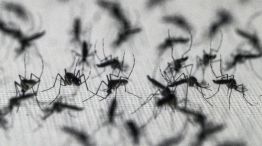 Dengue